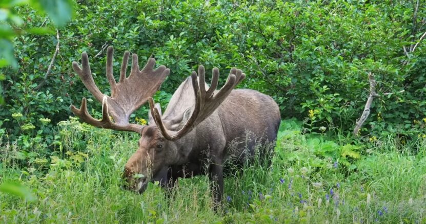 Bull Moose